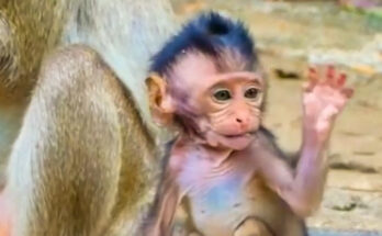 Baby monkey sitting quietly beside tree roots in Angkor Wat forest after being ignored during feeding time.