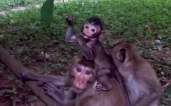 Baby monkey sitting quietly beside ancient stones in Angkor Wat forest after being pushed away by an older monkey.
