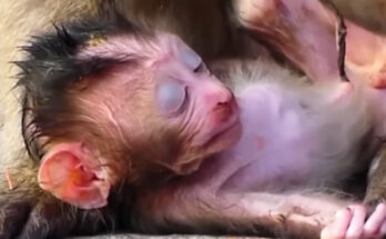 Baby monkey carefully learning to walk beside its mother in the Angkor Wat forest.