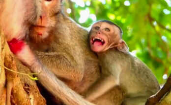 Bald baby monkey crying beside its mother on a stone path in Angkor Wat forest.
