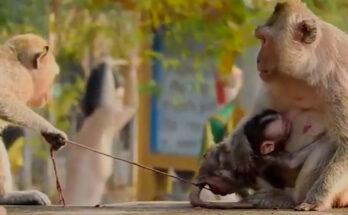 Newborn baby monkey resting safely beside its mother in the Angkor Wat forest after a tense moment with nearby troop members.