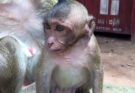 Baby monkey crying softly beside tree roots in the Angkor Wat forest while mother monkey watches nearby.