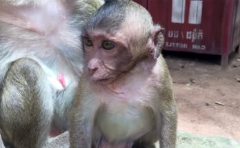 Baby monkey crying softly beside tree roots in the Angkor Wat forest while mother monkey watches nearby.