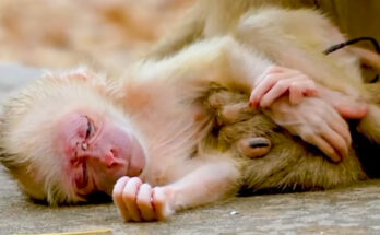 Young mother monkey in Angkor Wat carefully adjusting how she holds her newborn baby.