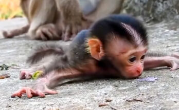 Young monkey sitting beside a weak newborn near Angkor Wat forest ruins.