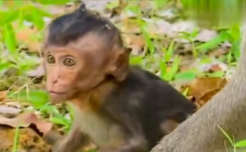 Baby monkey Lowry hesitating beside a milk bowl in the Angkor Wat forest after hearing nearby monkey conflict.
