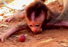Baby monkey Dalton lying quietly near ancient temple stones in the Angkor Wat forest while his mother watches nearby.
