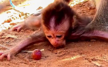 Baby monkey Dalton lying quietly near ancient temple stones in the Angkor Wat forest while his mother watches nearby.