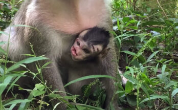 Baby monkey resting beside an older monkey near ancient stone ruins in the Angkor Wat forest.