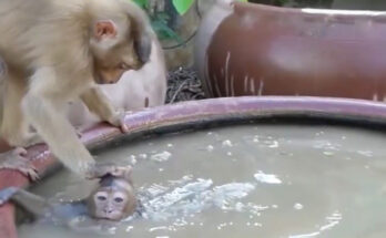 aby monkey sitting beside an old water tank in the Angkor Wat forest beside an older monkey.