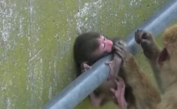 Baby monkey stuck between tangled roots while mother monkey carefully tries to free him in the Angkor Wat forest.