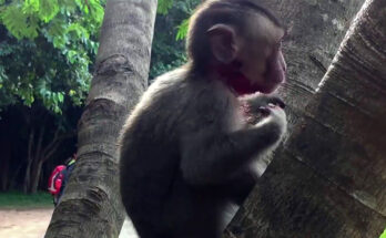 Baby monkey sitting quietly near tree roots in Angkor Wat forest after falling from a branch.