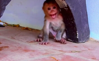 Baby monkey resting beside temple stones in the Angkor Wat forest while holding fruit from an older monkey.