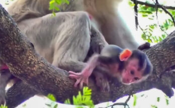 A baby long-tailed macaque clinging to a tree branch in the Angkor Wat forest while its mother watches closely nearby.