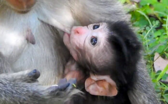 Young mother monkey carefully holding her newborn baby beside ancient Angkor Wat temple stones in the forest.