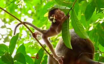 Baby monkey sitting alone on a wet tree branch in the Angkor Wat forest after rain.