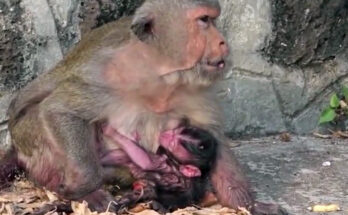 A pale, exhausted mother monkey resting in the shade of Angkor Wat's ancient trees after giving birth, gently cradling her newborn.