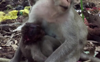 Weak baby monkey resting quietly beside a tree root in the Angkor Wat forest.