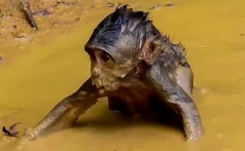 Baby monkey playing joyfully in a muddy rain puddle near the Angkor Wat forest trail.