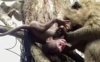 Mother monkey waiting below a tree while her baby carefully climbs down in the Angkor Wat forest.