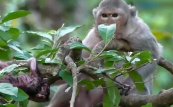 A newborn macaque monkey grips a mossy tree branch alone at dusk in the ancient forest surrounding Angkor Wat, Cambodia.