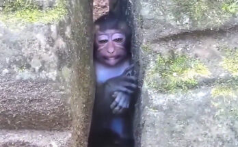 Baby monkey resting beneath exposed roots in the Angkor Wat forest after slipping from a tree branch.