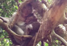 Baby monkey reaching toward its mother while sitting beside ancient Angkor Wat stones.