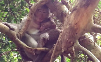 Baby monkey reaching toward its mother while sitting beside ancient Angkor Wat stones.