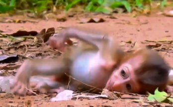 Baby monkey sitting quietly near tree roots in the Angkor Wat forest while watching the troop move ahead.