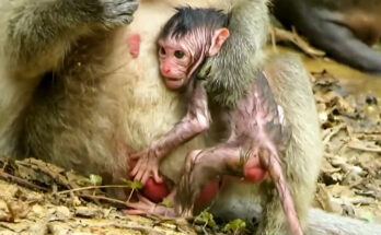 A newborn macaque clings to its mother's chest in the shaded forest near Angkor Wat, Cambodia