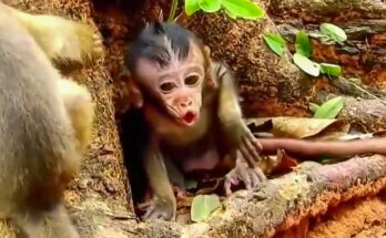 Baby monkey sitting quietly near a temple wall in the Angkor Wat forest while its mother watches from a short distance.