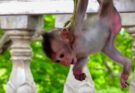 Baby monkey resting beside mother after getting tangled near Angkor Wat forest rope.