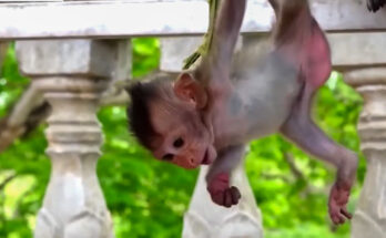 Baby monkey resting beside mother after getting tangled near Angkor Wat forest rope.