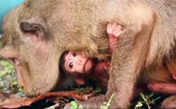 A mother macaque holds her wet baby close on the stone ledge at Angkor Wat's moat at sunrise.