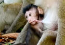 Baby monkey sitting near its mother in the Angkor Wat forest while another young monkey stands nearby.