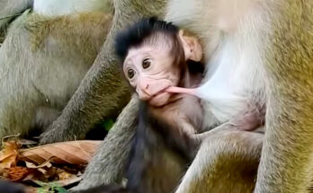 Baby monkey sitting near its mother in the Angkor Wat forest while another young monkey stands nearby.