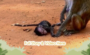 Baby monkey clinging tightly to its mother in Angkor Wat forest