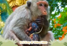 Newborn baby monkey resting near tree roots as mother returns in Angkor Wat forest