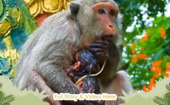 Newborn baby monkey resting near tree roots as mother returns in Angkor Wat forest