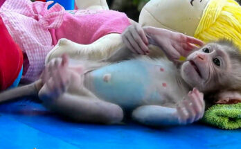 Orphaned baby monkey named Santa sitting quietly near Angkor Wat forest after being rescued by a local caretaker.