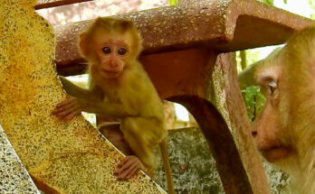 Baby monkey Niko playing with leaves beside ancient temple stones in Angkor Wat forest.