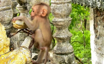 Baby monkey Niko gently sitting beside his new monkey friend near Angkor Wat forest ruins.