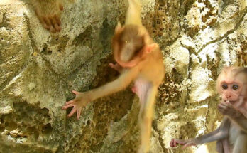 Baby monkey Niko sitting quietly on the forest ground near tree roots in Angkor Wat.