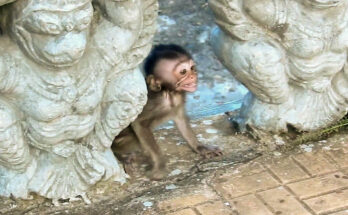 Baby monkey Barry leaning quietly beside an older monkey near ancient Angkor Wat stones.