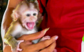 Orphan baby monkey Santa sitting beside an older monkey in the Angkor Wat forest at sunrise.