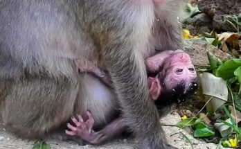 Mother monkey Amara holding her newborn baby quietly in the Angkor Wat forest.