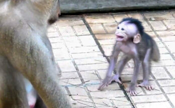 Baby monkey Amira clinging to her mother near Angkor Wat forest after becoming frightened by an older female monkey.