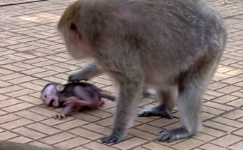 Baby monkey Amira sitting alone near ancient Angkor Wat stones while her mother searches nearby.