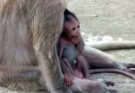 Baby monkey Amira walking carefully beside her mother in the rainy Angkor Wat forest.