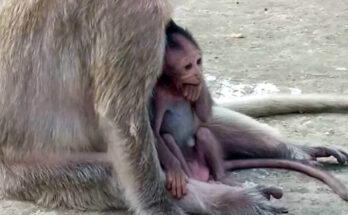 Baby monkey Amira walking carefully beside her mother in the rainy Angkor Wat forest.